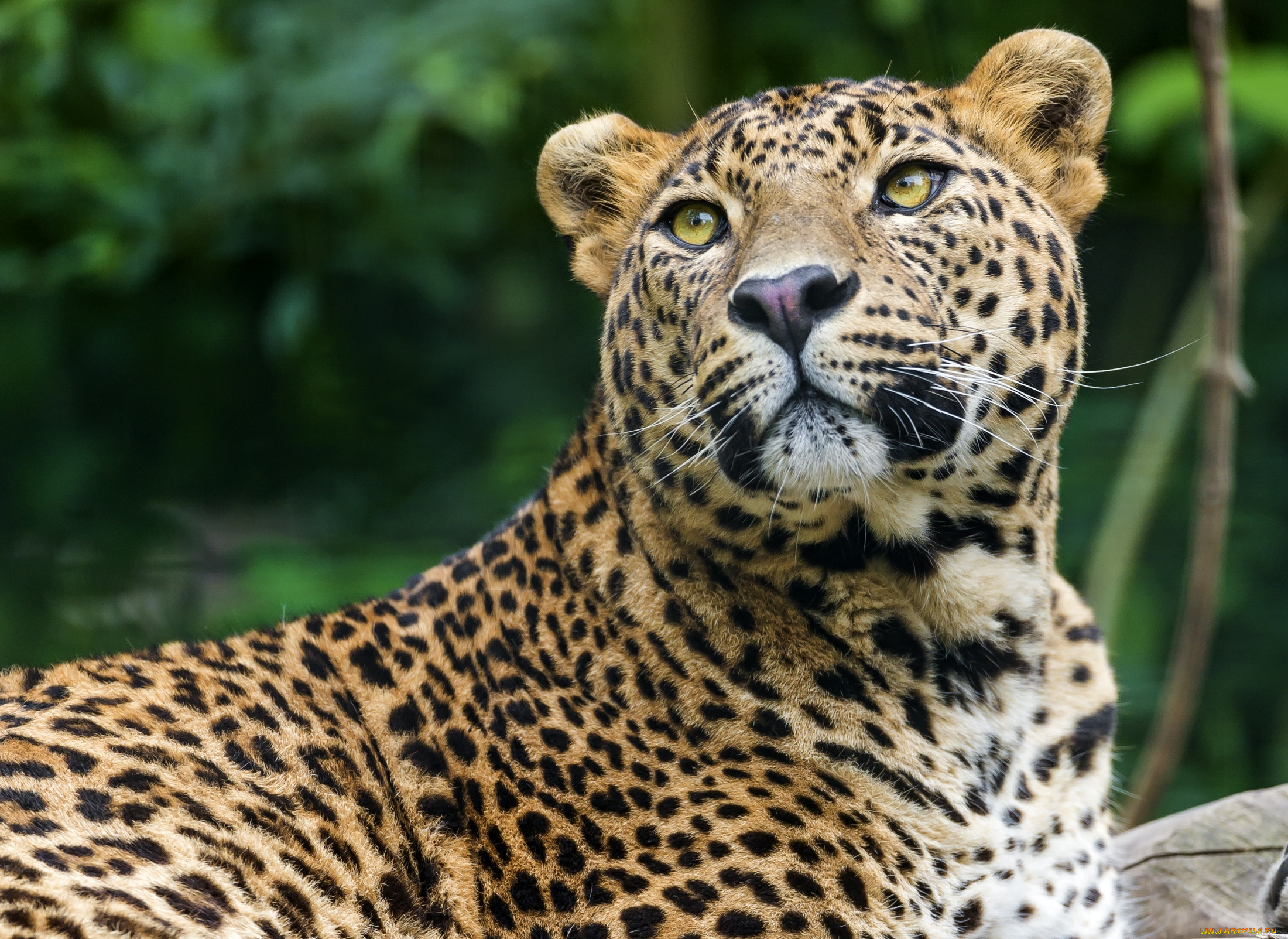 Цейлонский леопард. Леопард обои. Шри ланский